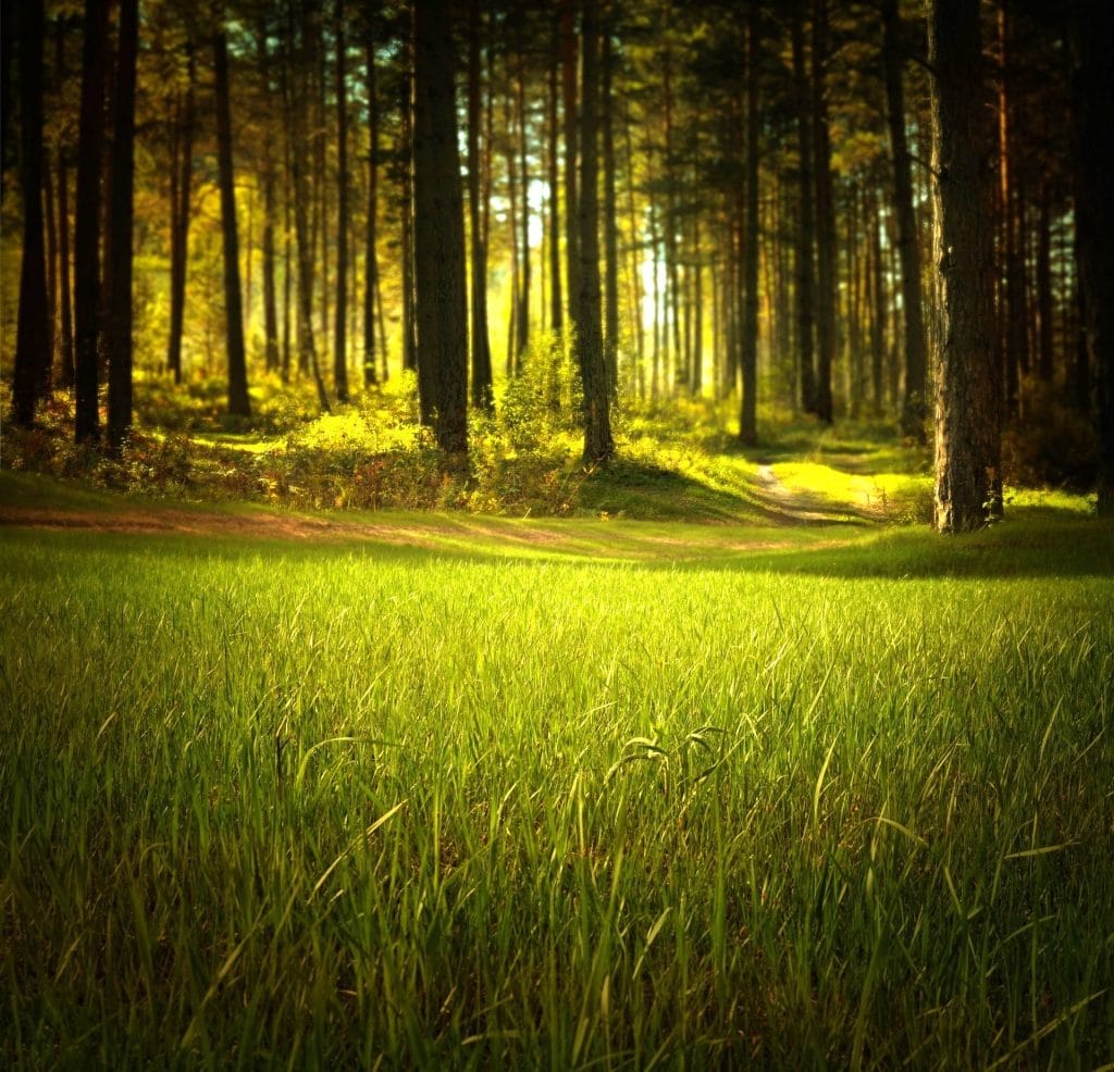 Anonyme Bestattungsarten - Bestattungen Menge