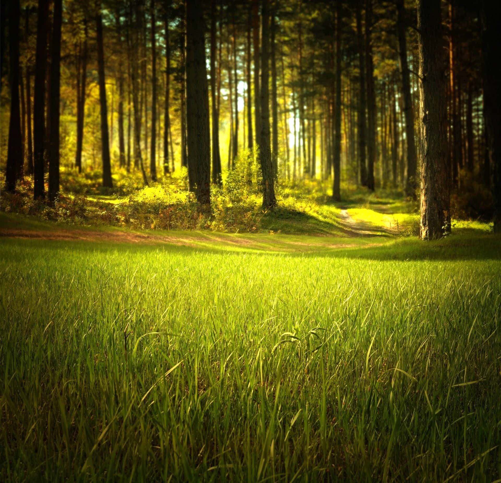 Anonyme Bestattungsarten - Bestattungen Menge