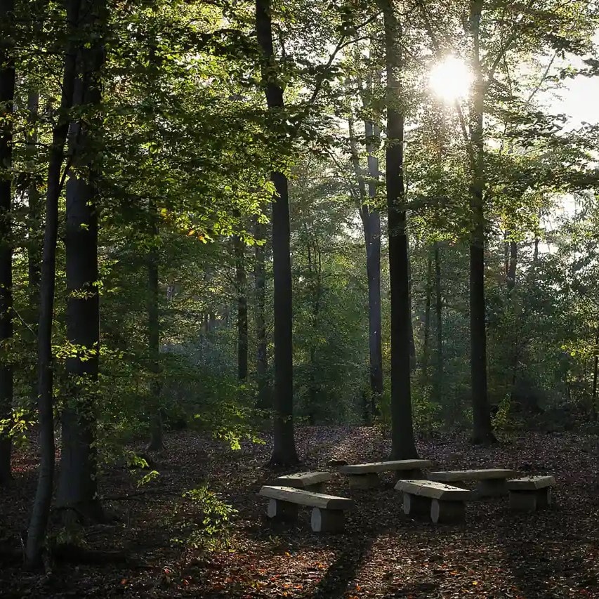 Ruheforst - Waldriedhof Lintorfer Mark - Bestattungen Menge